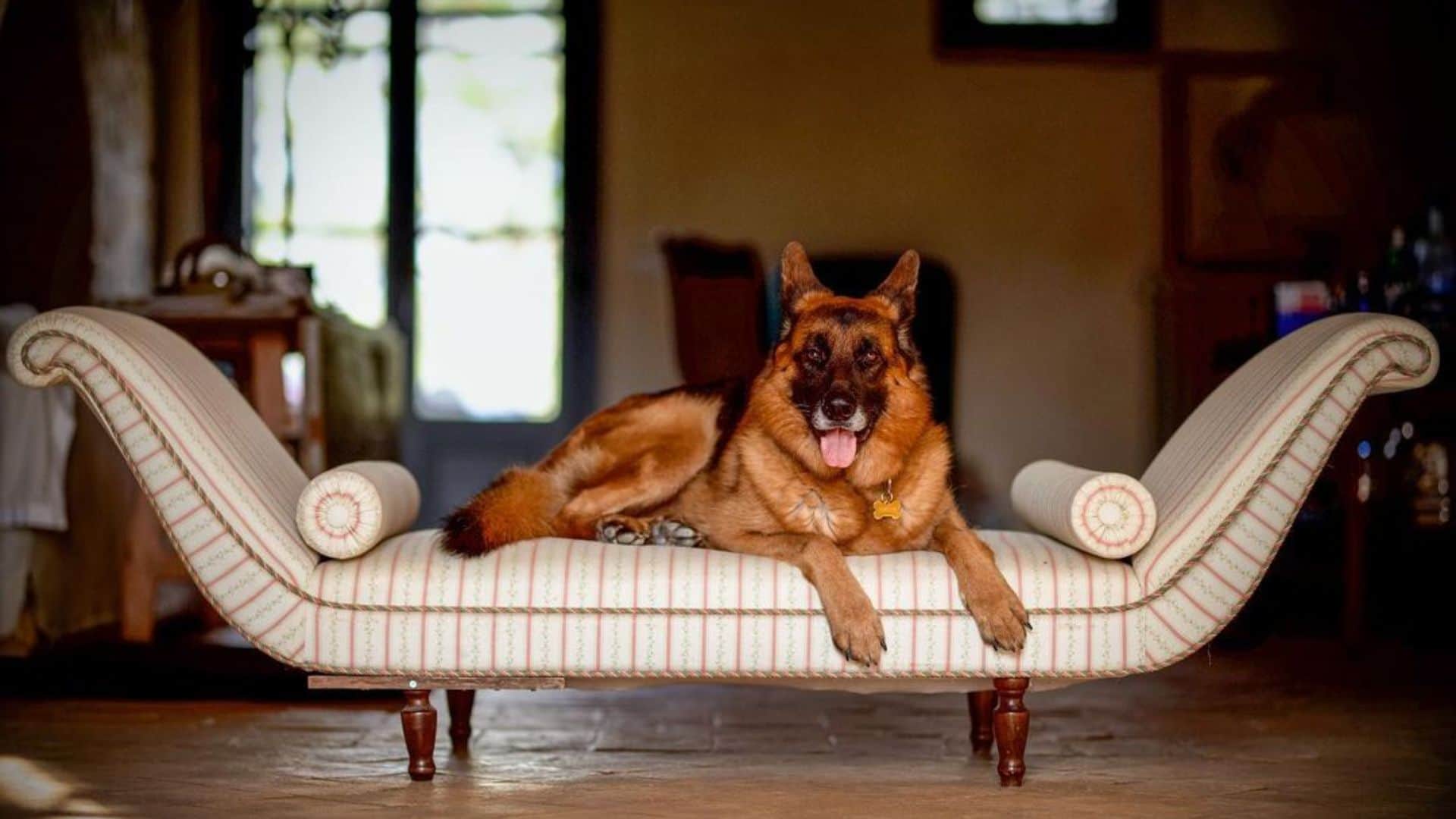 Richest Dog Of The World Gunther VI worth 30 billion know interesting facts