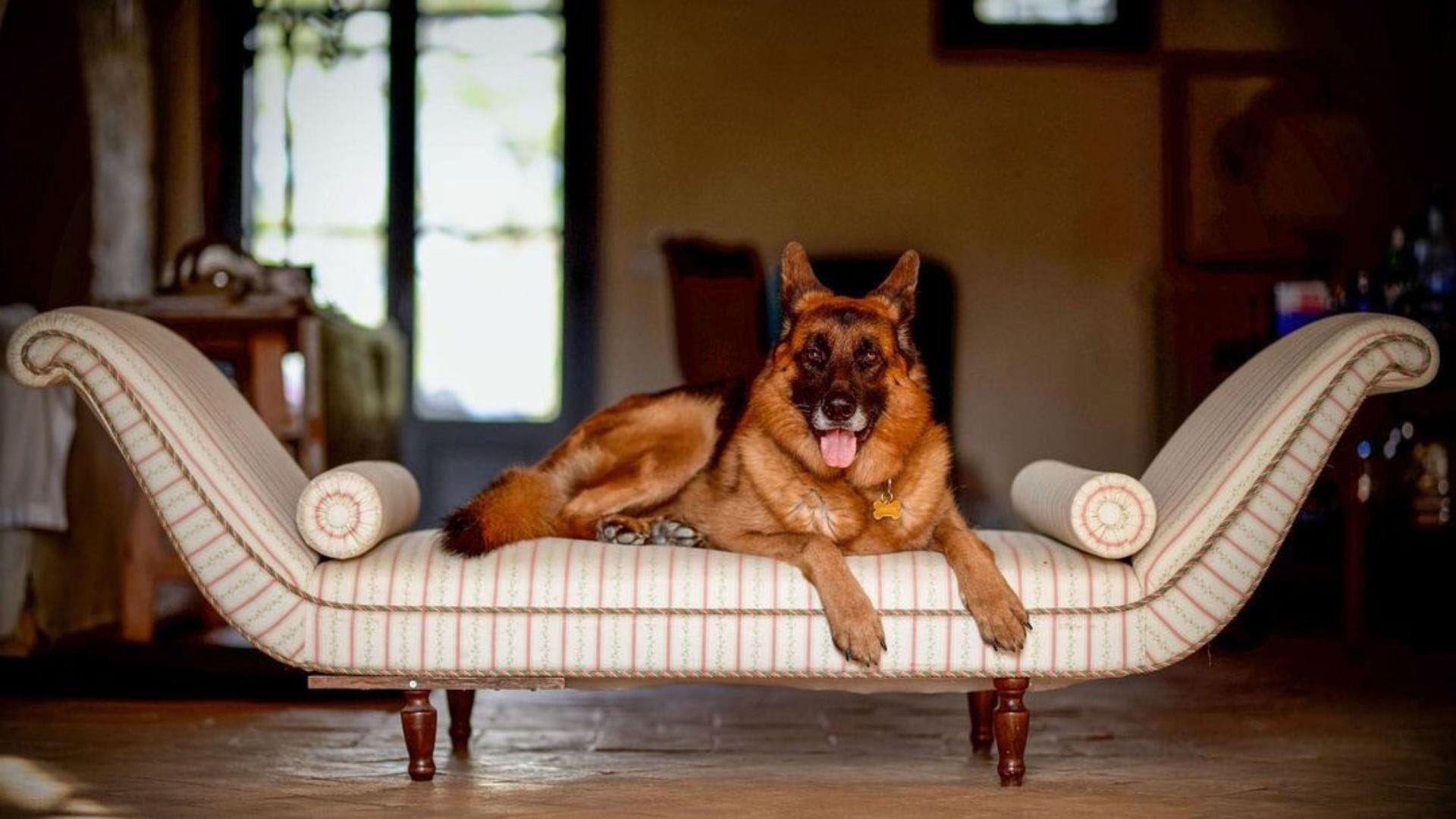 Richest Dog Of The World Gunther VI worth 30 billion know interesting facts