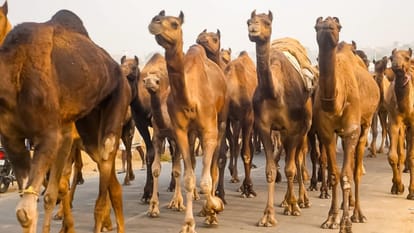 Allahabad High Court: Petition in High Court for return of 22 camels seized by police