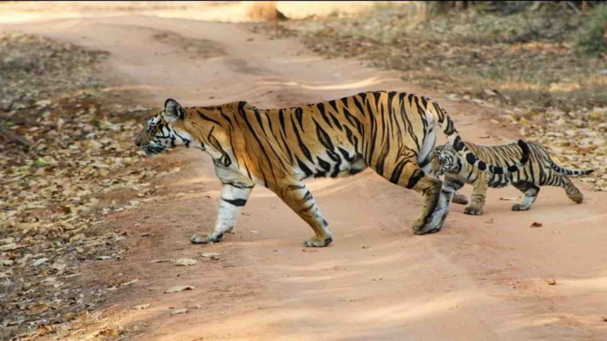 Umaria News: Tiger seen crossing the road with children in Bandhavgarh Tiger Reserve
