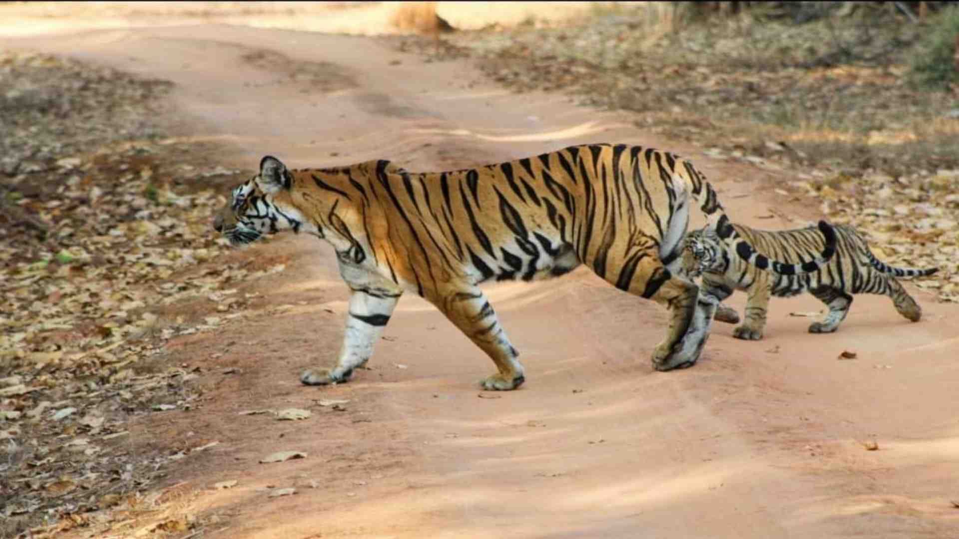 बांधवगढ़ टाइगर रिजर्व