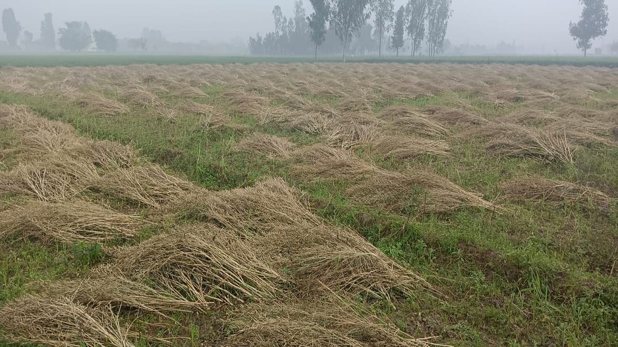 Weather changed due to drizzling rain in Bareilly