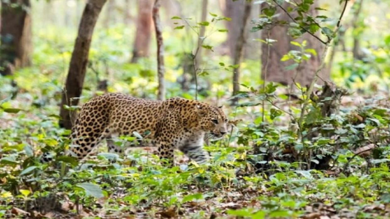 Number of leopards increased in Dudhwa Tiger Reserve