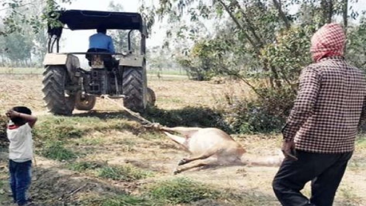 Leopard killed Nilgai in Mahua Pimai of Khutar in Shahjahanpur
