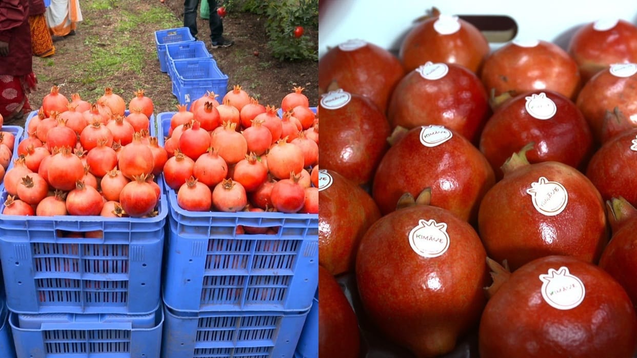 APEDA India Pomegranates first commercial trial shipment flagged off