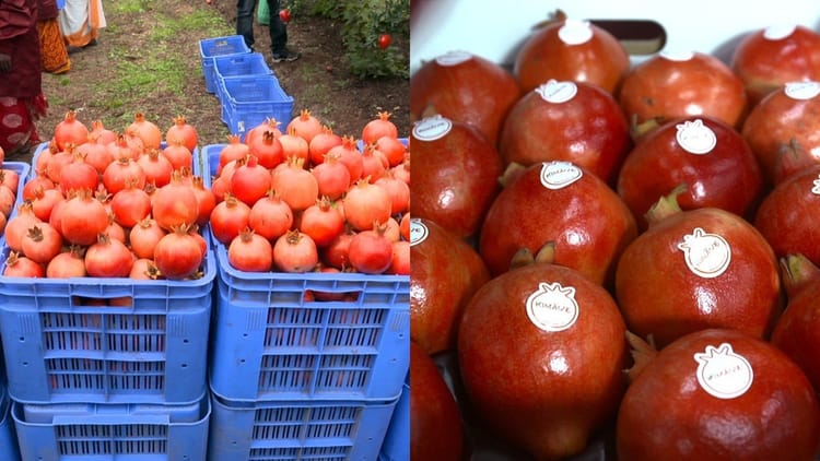 Indian Pomegranate: अमेरिका में पहुंचा भारतीय अनार, टैरिफ वॉर में घुली मिठास... 2 pomegranate e1d239dd6d0771361e1b85be6c908f30.jpeg?w=750&dpr=1