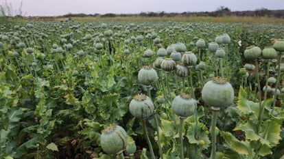 Dholpur News Opium cultivation worth crores caught by police