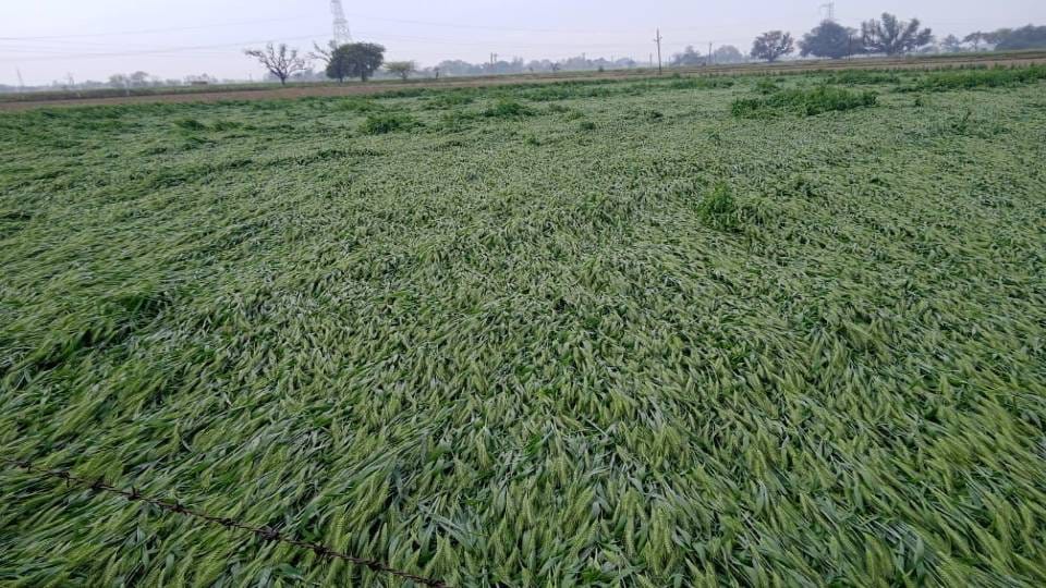 Torrential rains and hailstorms cause waterlogging and damage to crops.