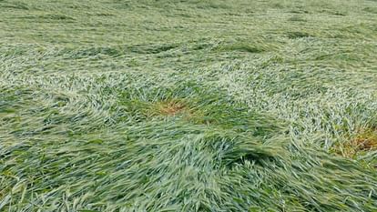 Crops destroyed due to rain and hailstorm in Bareilly division