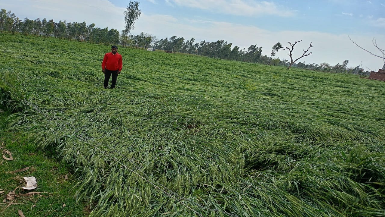 Wheat crop damaged due to rain with strong wind in Bareilly