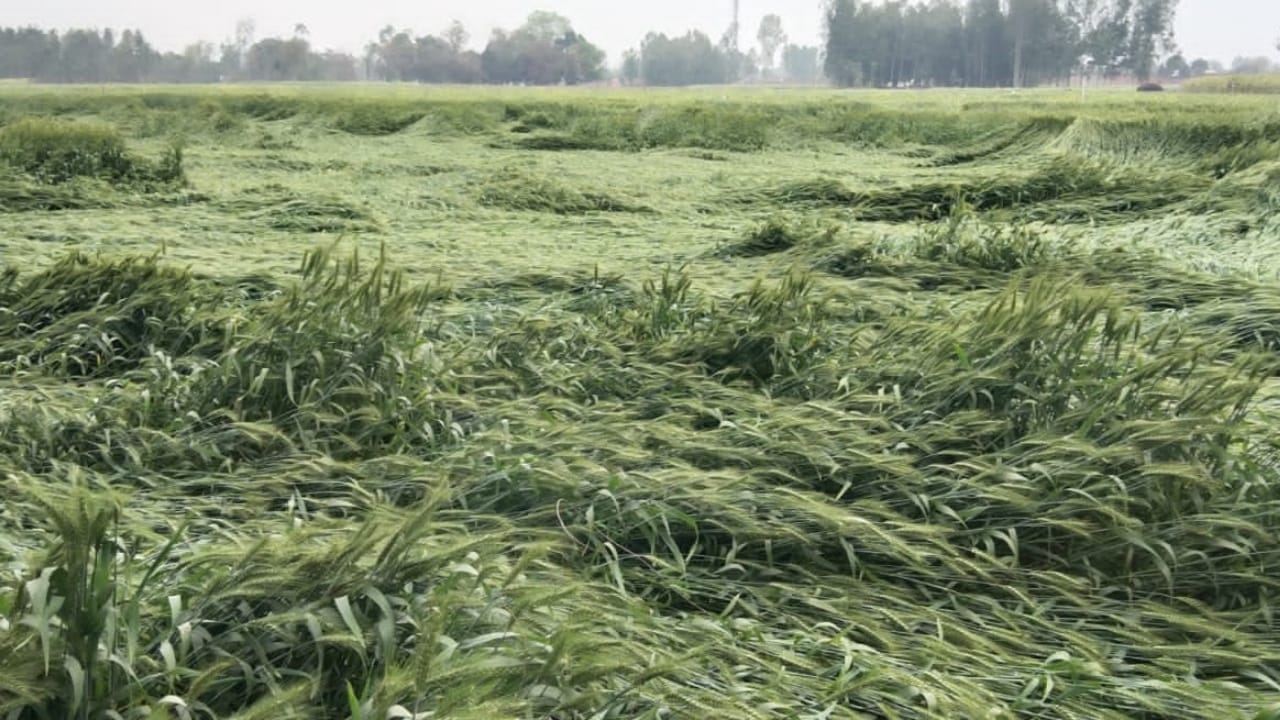 Crops destroyed due to rain and hailstorm in Bareilly division