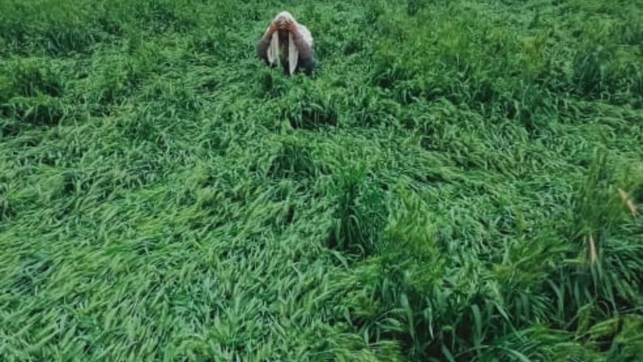 Wheat crop damaged due to rain with strong wind in Bareilly