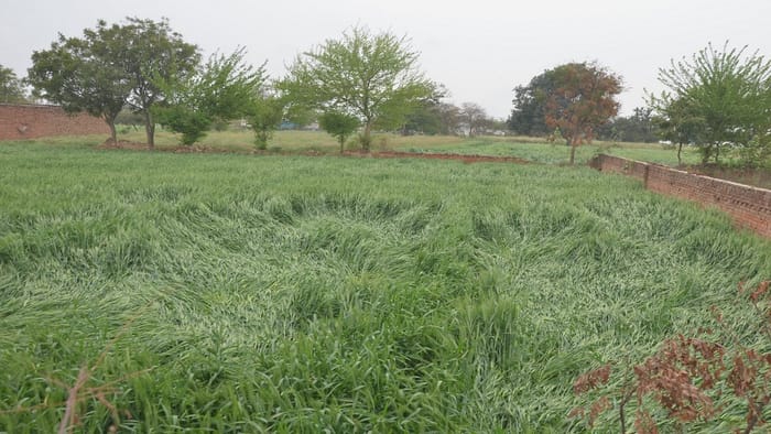 Wheat crop damaged by hail and rain