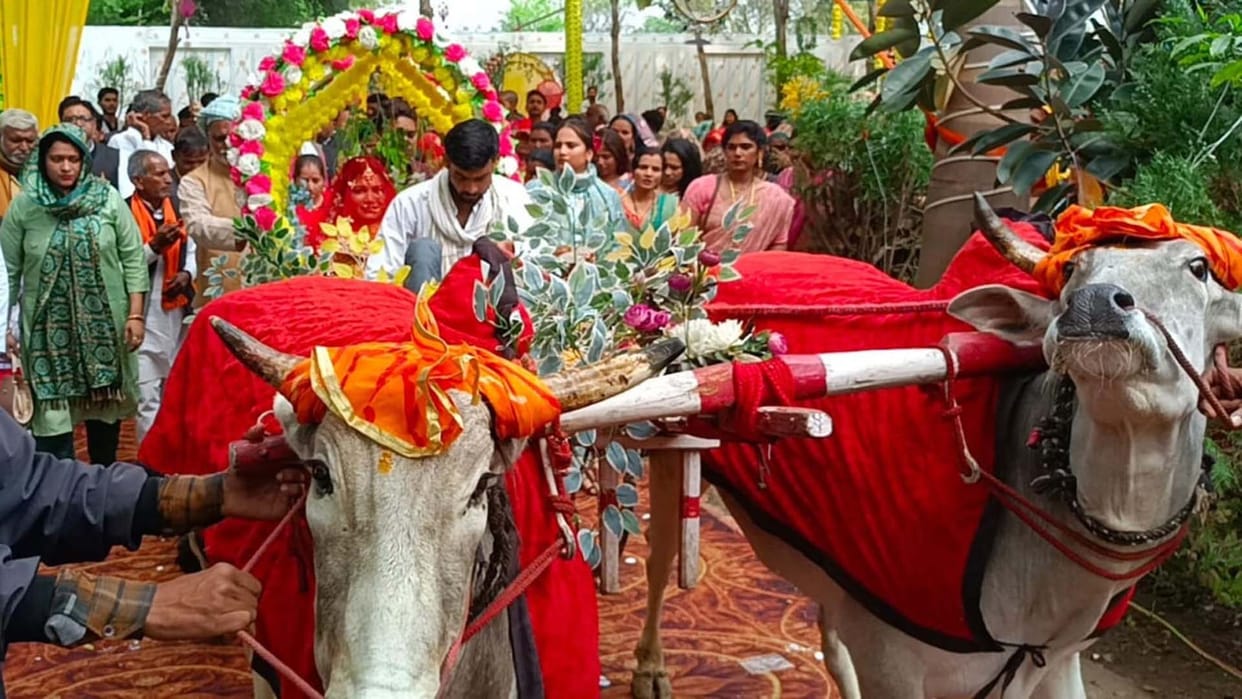 Farmer daughter bid farewell in a bullock cart decorated with flowers