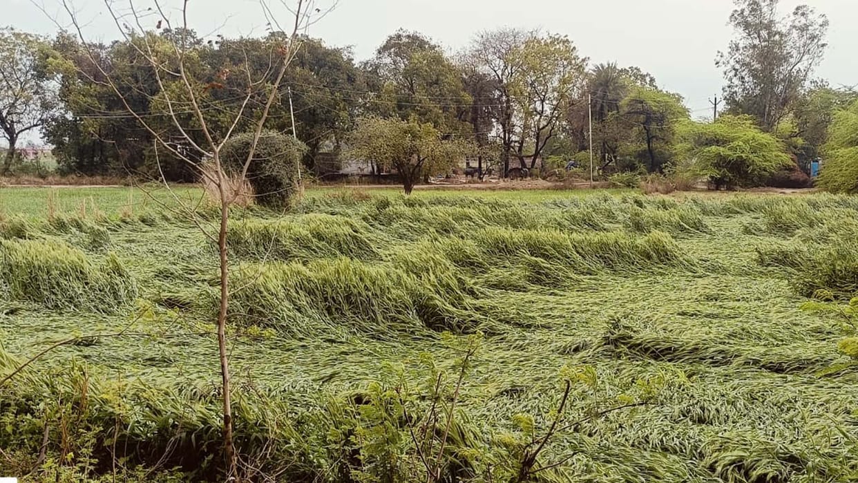 crops fallen due to rain