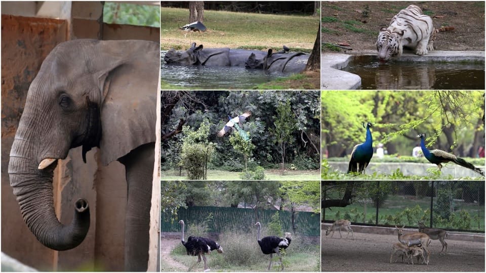 Delhi Zoo Many wild animals in the zoo have been living alone for years