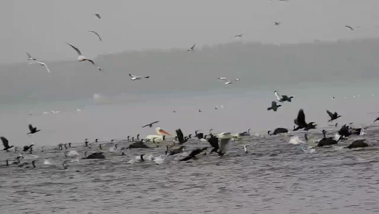 Mandsaur: Three-day bird survey work completed in Gandhisagar Sanctuary, more than 200 birds identified.