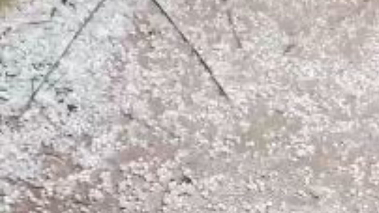 Crops destroyed due to rain and hailstorm in Bareilly division