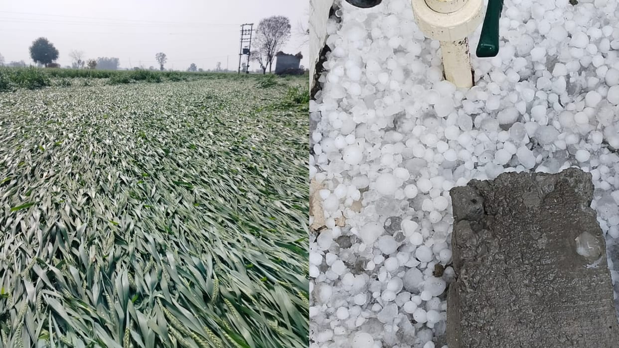 Hailstorm in Hisar of Haryana Crops effected in 60 villages