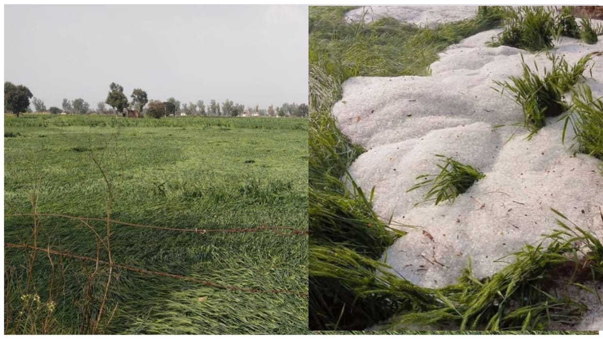 Jind: Heavy hailstorm in Narwana caused damage to crops