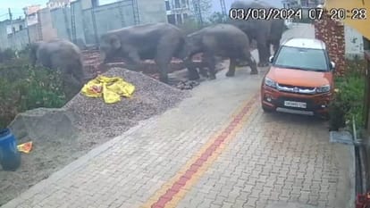 Haridwar News Elephant Family roaming in colony amidst population people Panic
