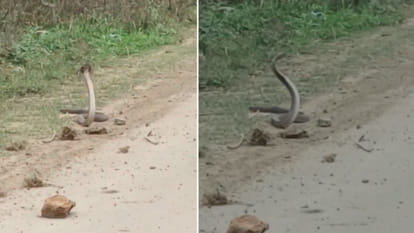 MP News: After the snake's death in a road accident, the snake blocked the road