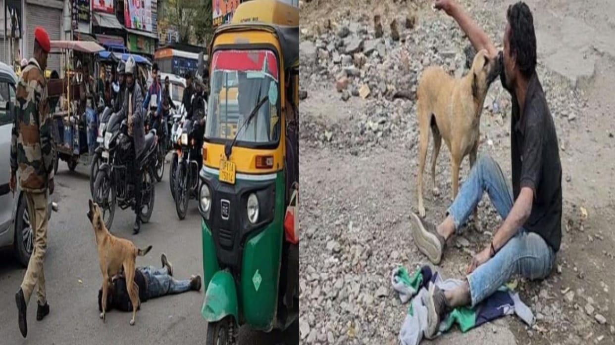 UP: dog kept guarding drunk owner from vehicle after he was lying unconscious middle of the road