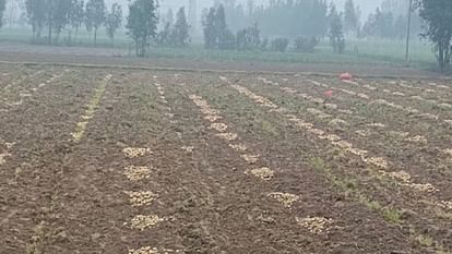 Crops destroyed due to rain and hailstorm in Bareilly division