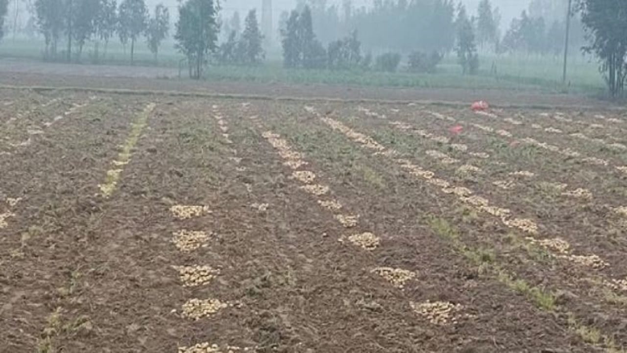 Crops destroyed due to rain and hailstorm in Bareilly division
