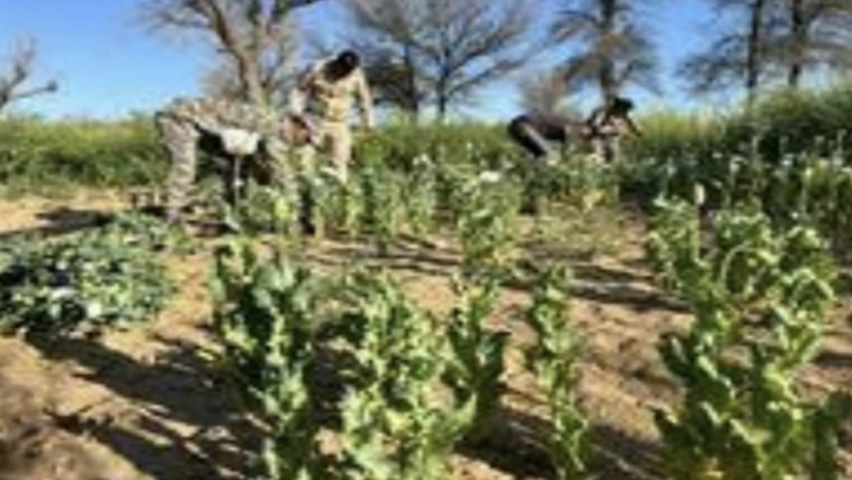 Rajasthan News: Was cultivating opium illegally under the guise of mustard, accused arrested