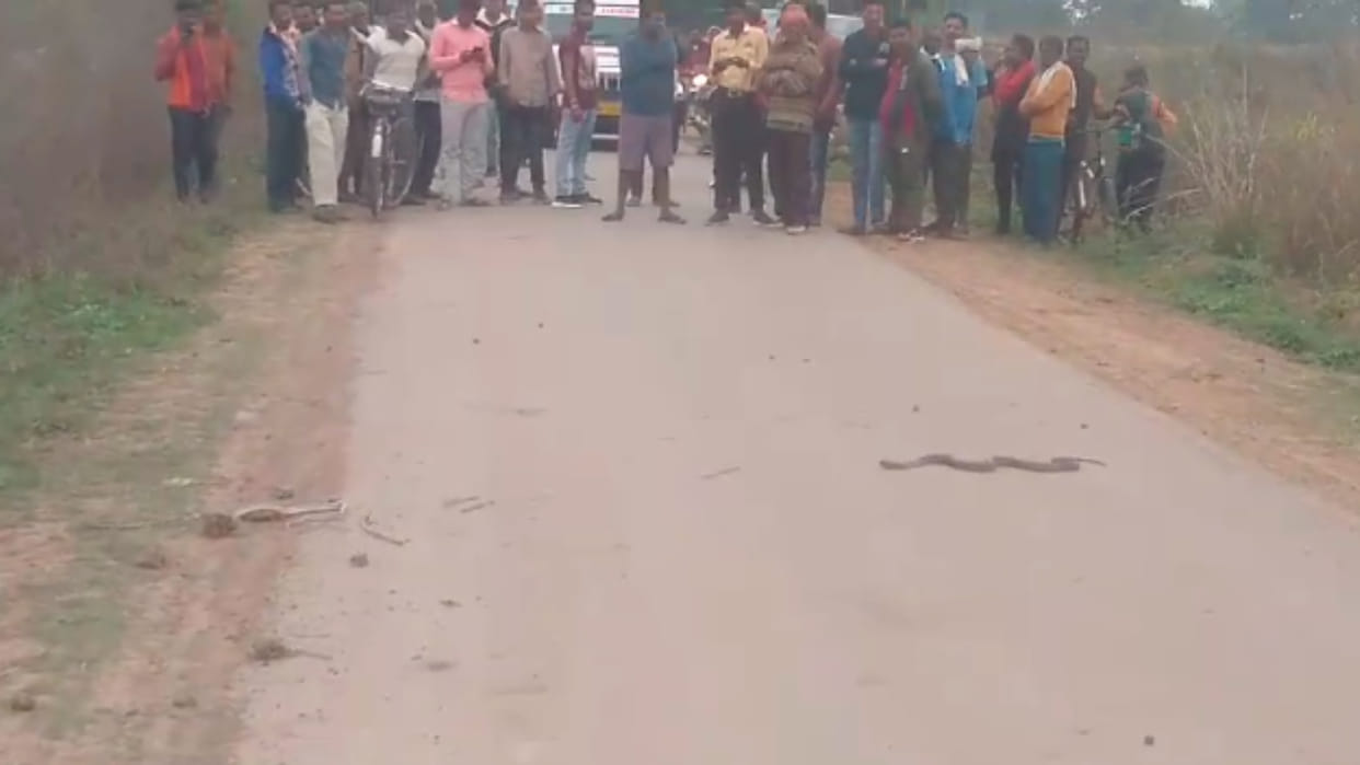 MP News: After the snake's death in a road accident, the snake blocked the road