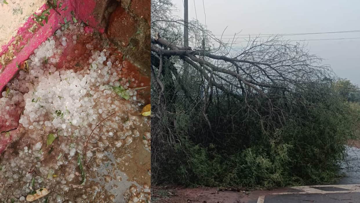 A few minutes of rain and storm caused havoc in Damoh district, dozens of trees and electricity poles fell.