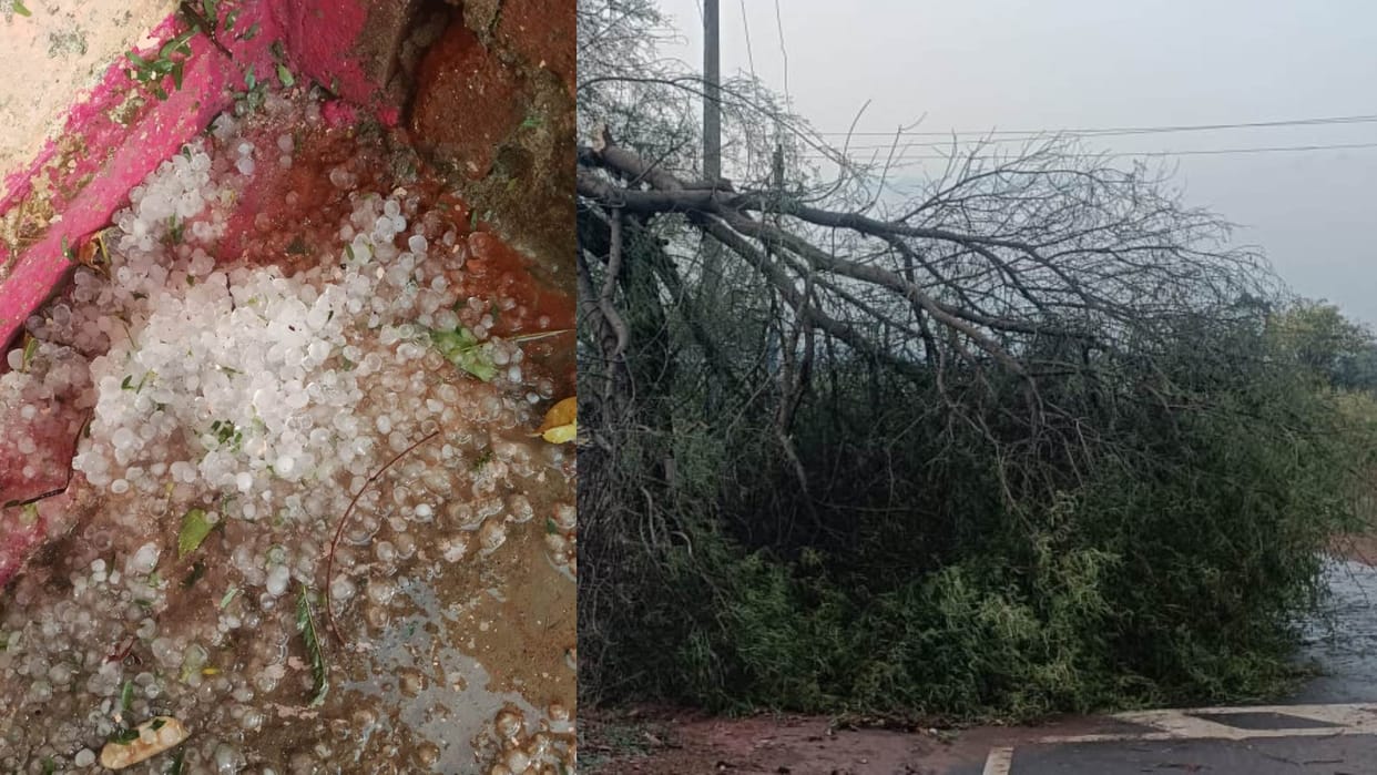 A few minutes of rain and storm caused havoc in Damoh district, dozens of trees and electricity poles fell.