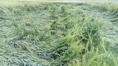 Weather in UP: Big loss to farmersbecause of rain, many died.
