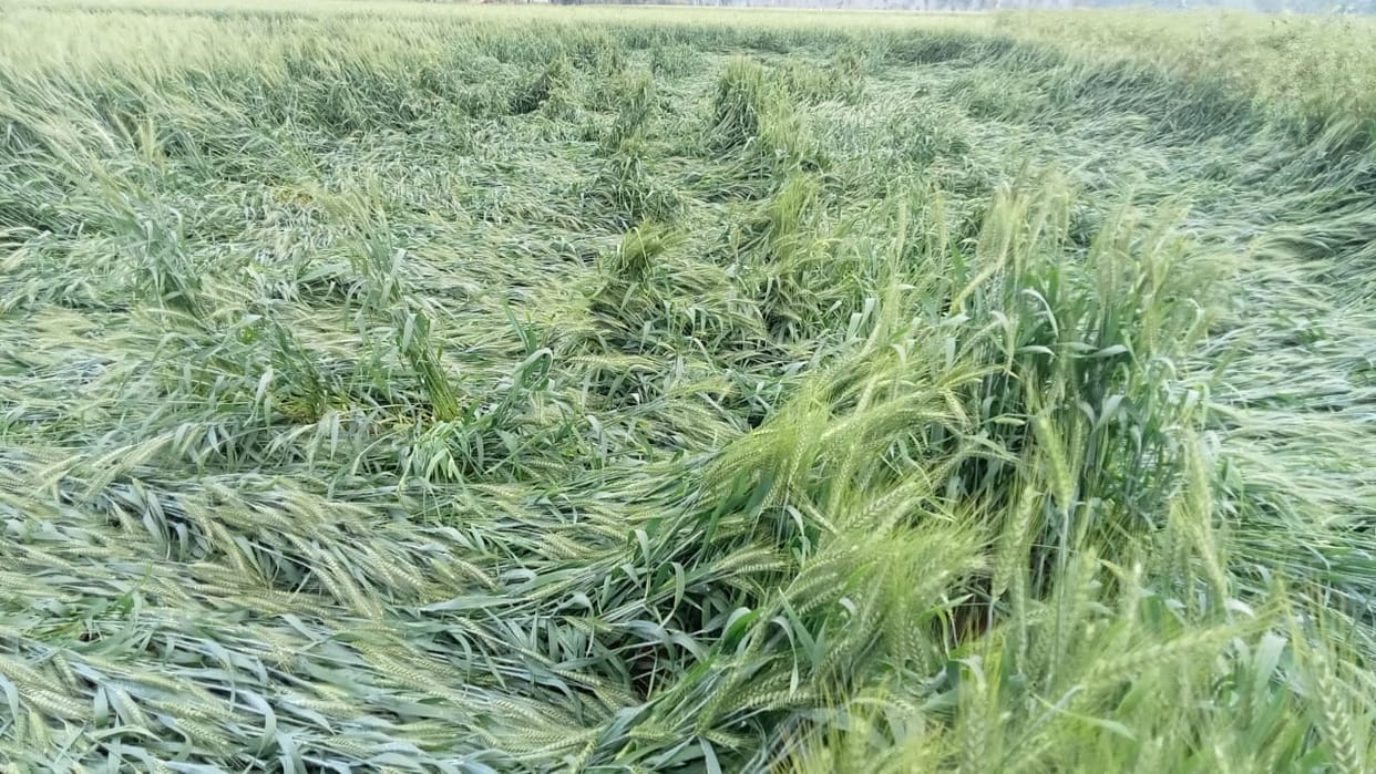 Weather in UP Big loss to farmersbecause of rain, many died.