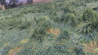 Crops destroyed due to rain and hailstorm in Bareilly division