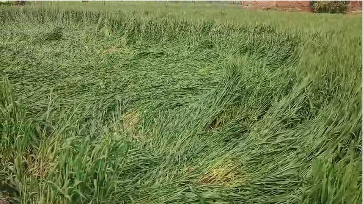 Himachal weather Trouble increased in Kullu-Lahaul due to snowfall and rain huge damage to wheat crop