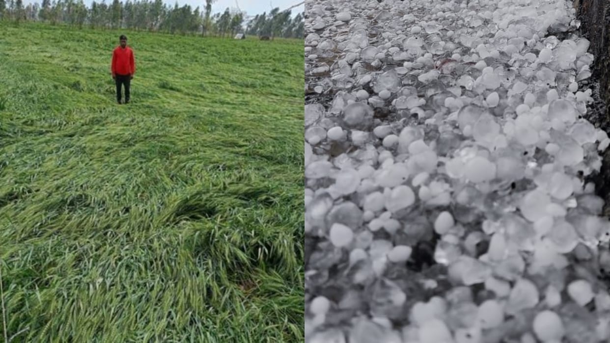 Crops destroyed due to rain and hailstorm in Bareilly division