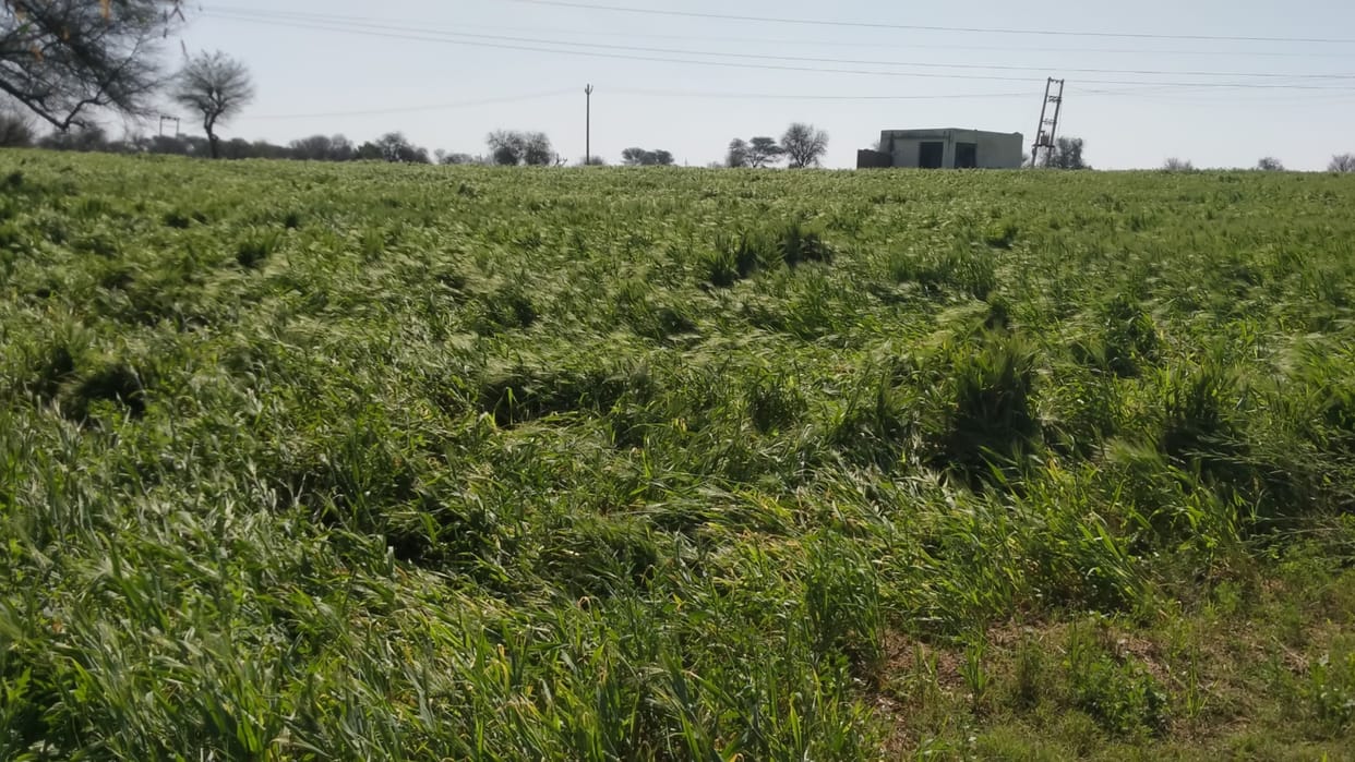 Bhiwani: Crops of 48 villages of Bhiwani district ruined due to hailstorm