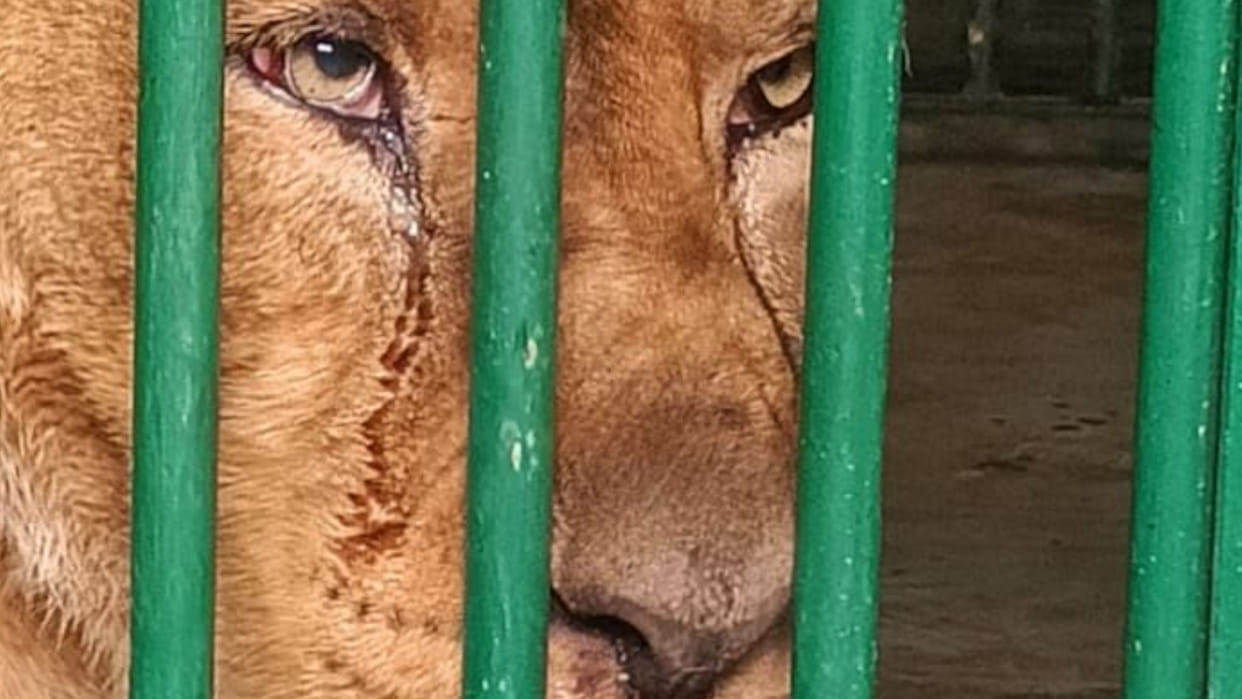 State's oldest lioness Mariam Gambhir...difficult to get up