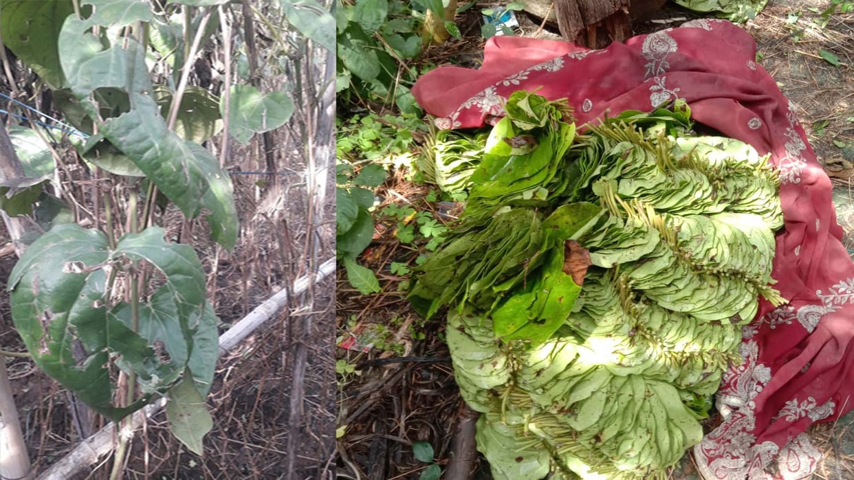 Deshawari paan ruined due to hailstorm, loss worth Rs 60 lakh