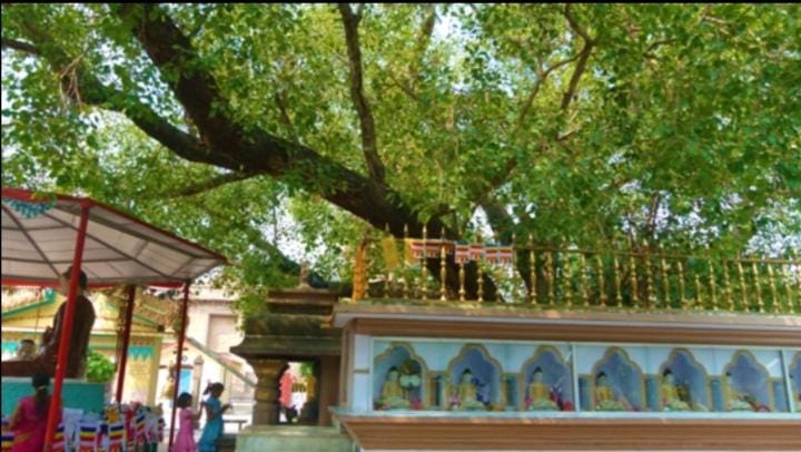 Virasat Van will created in UP 11 district 948 ancient trees marked