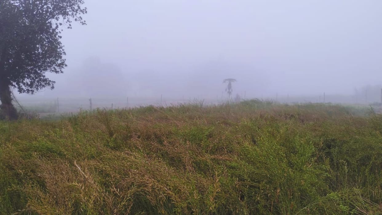 after rain fog in Varanasi farmers worried bad crops