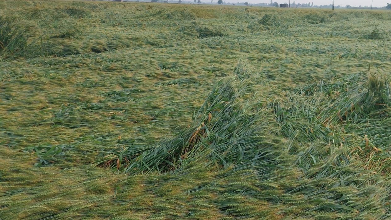 Kurukshetra: Farmers worried due to crop loss