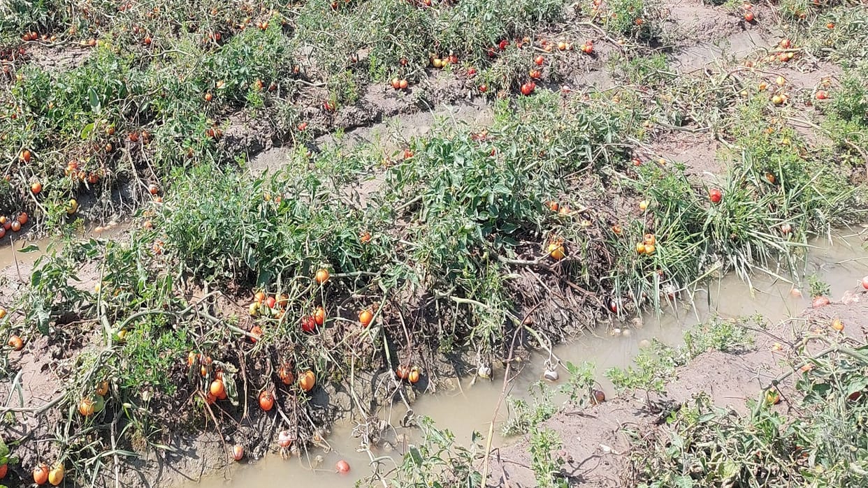Farmers' hard work goes into water, vegetables grown in hundreds of acres start rotting