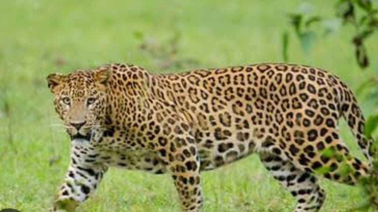 Rani Durgavati Tiger Reserve has a large number of leopards.