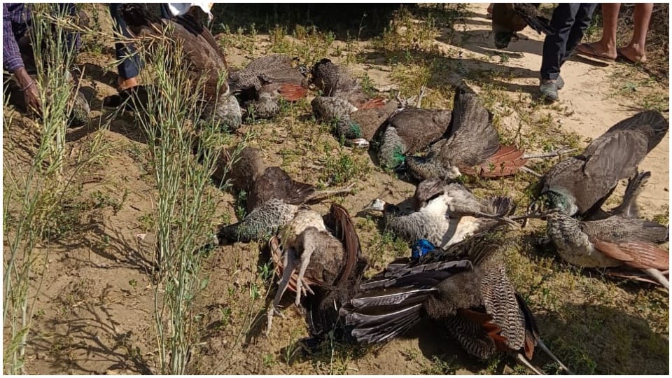 14 national bird peacocks died in Morena condition of three critical