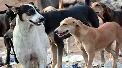 Stray dogs attacked and killed an old woman in Mainpuri