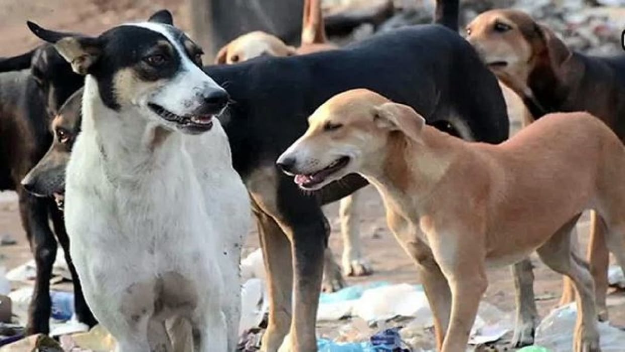 MP News: Six-year-old boy attacked by dog in Bhopal, jaw torn, admitted in critical condition