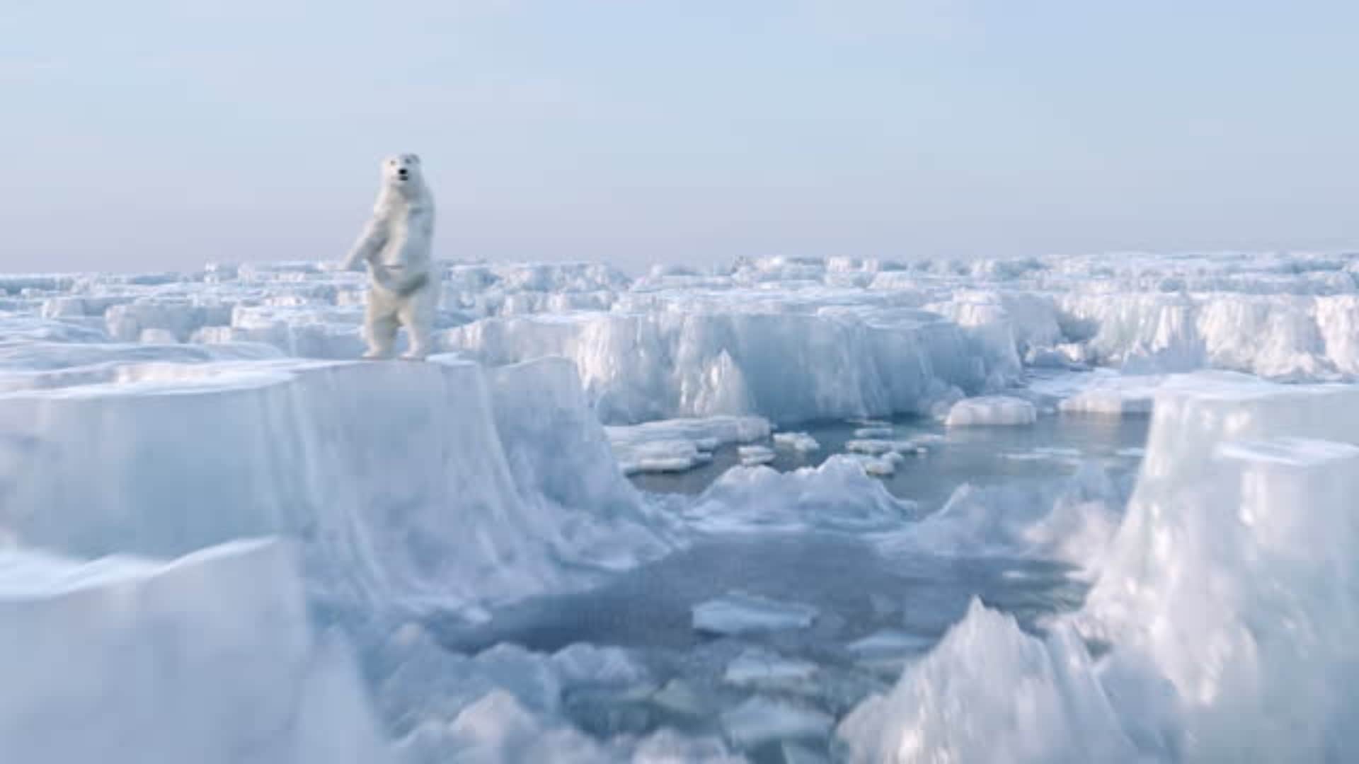 Arctic Ocean Will Be Ice Free New Study Found What It Mean And How Effect On Ecosystem